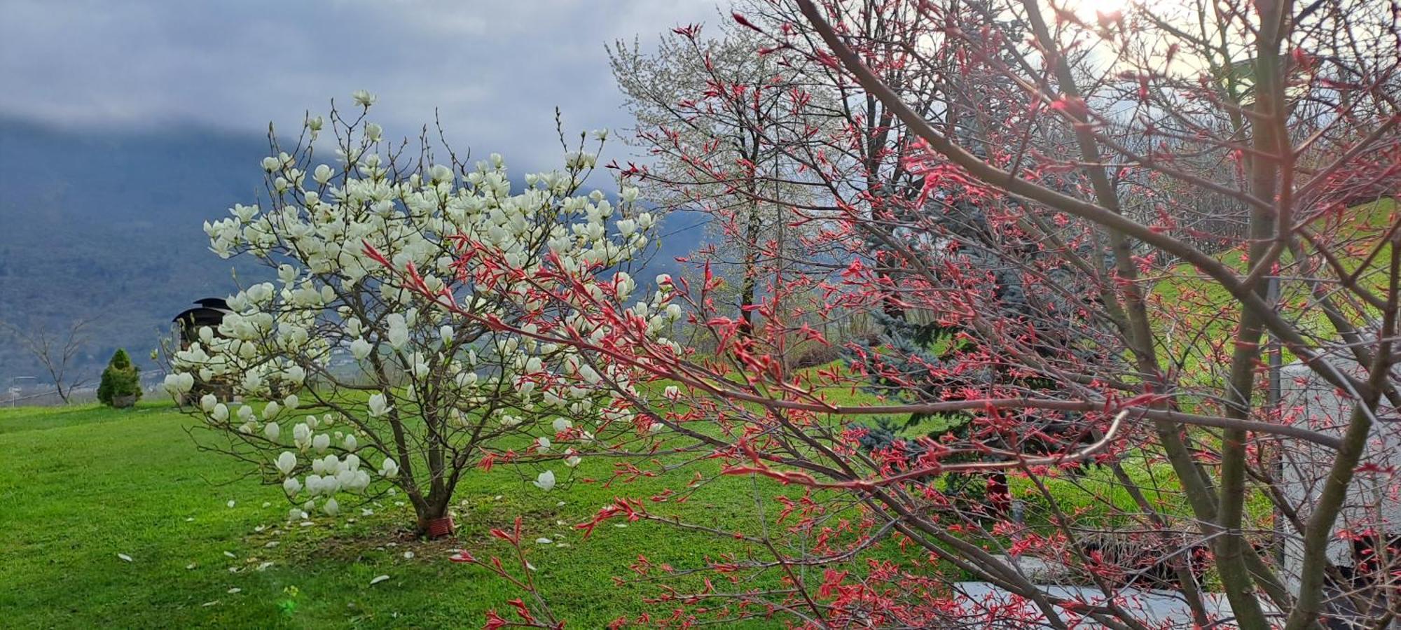 Affittacamere Rubino Guest House Ponte nellʼAlpi Exterior foto